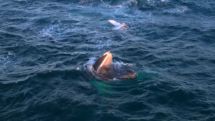 A whale surfacing with it's mouth wide open.