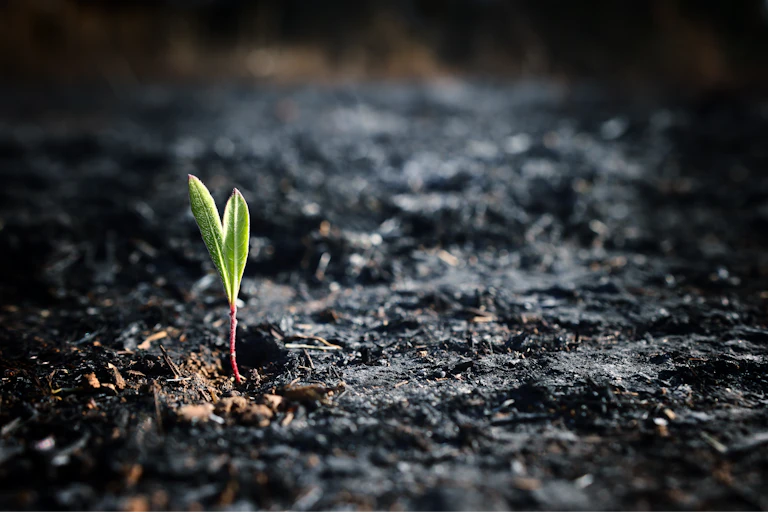 Vue d'une pousse végétale plantée dans le sol, en train de germer