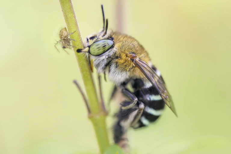 A female blue-banded bee with large eyes gripping a plant stem.