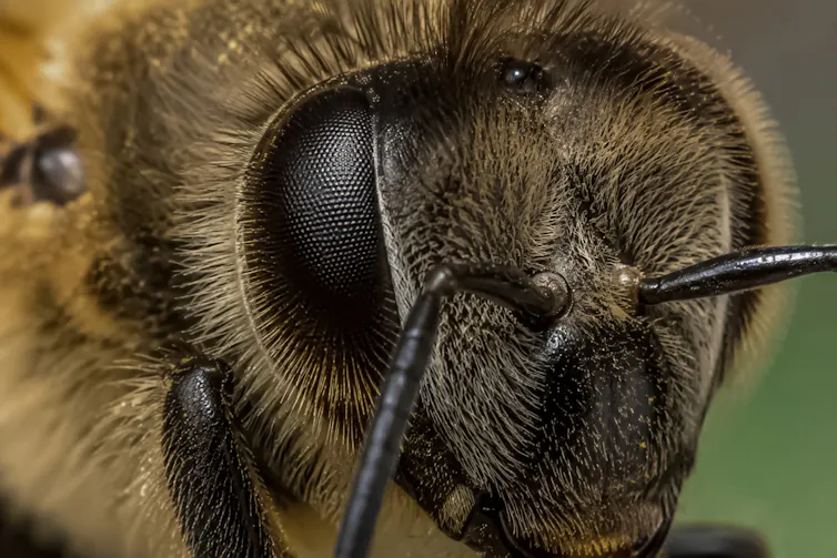 Close-up of a honeybee eye.