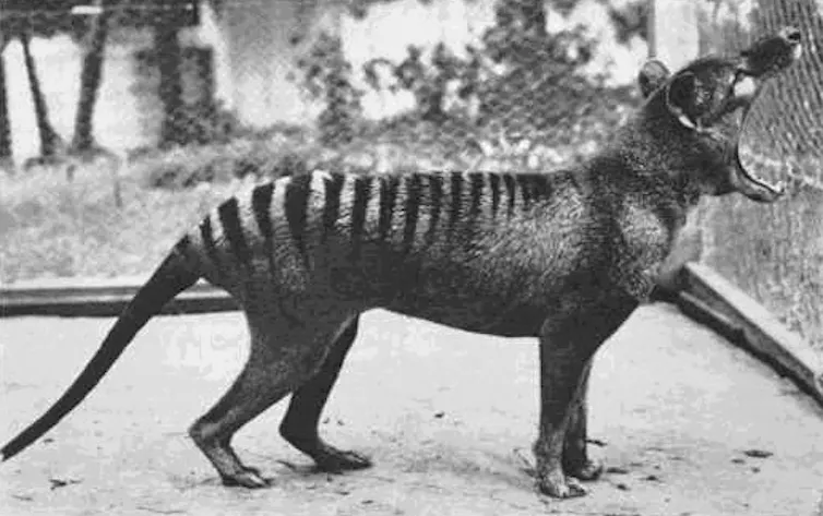 A black and white image of a small tiger-like animal with black stripes on its back and its mouth wide open.