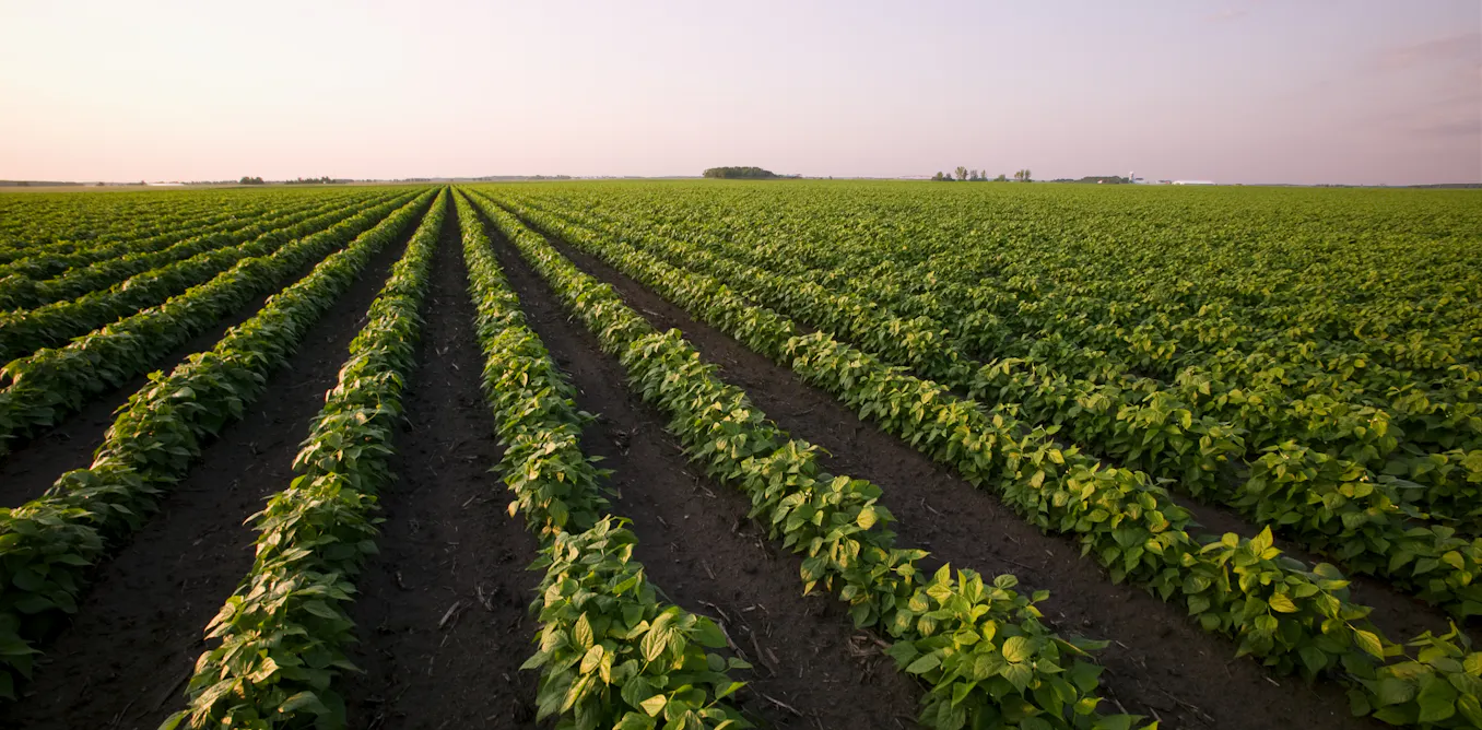 Why the US-Canada trade war could change how American farmers grow their crops for years