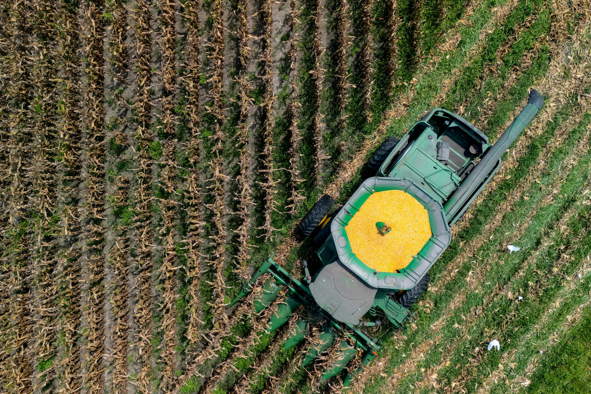 a green tractor with yellow top moves through a field of corn