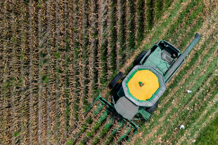 a green tractor with yellow top moves through a field of corn