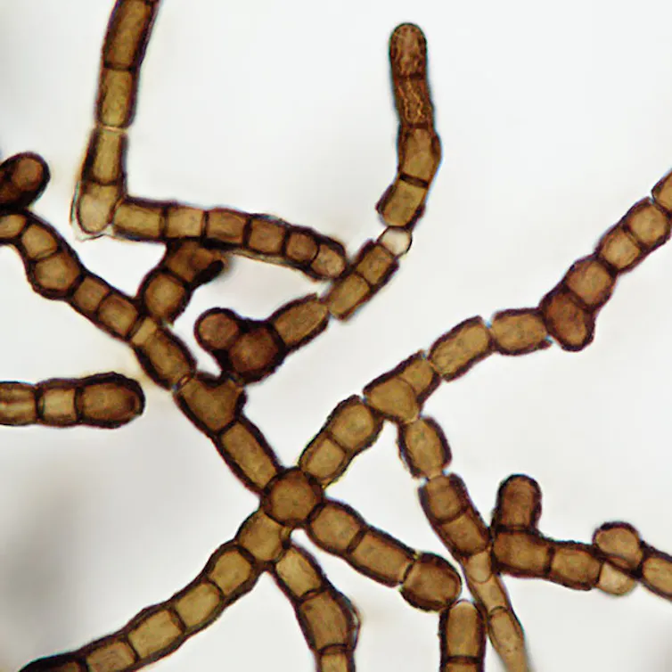 Whiskey fungus