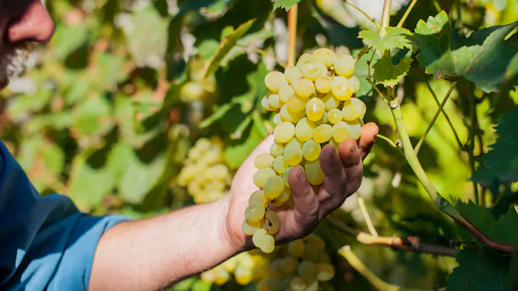 Un hombre sostiene un racimo de uvas de una planta en un viñedo
