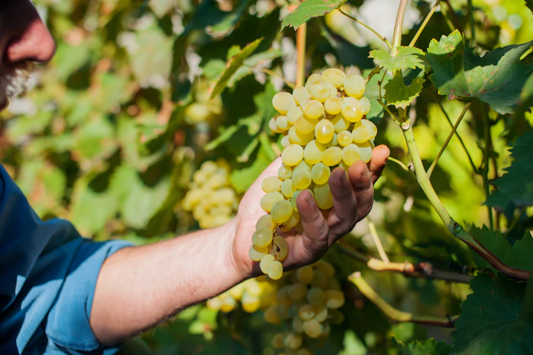 Un hombre sostiene un racimo de uvas de una planta en un viñedo