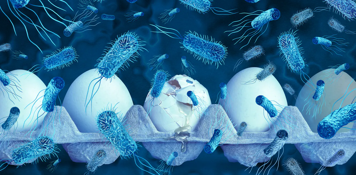 How does ‘Salmonella’ contaminate everything under the sun? A food safety specialist explains how you can stop its spread How does ‘Salmonella’ contaminate everything under the sun? A food safety specialist explains how you can stop its spread