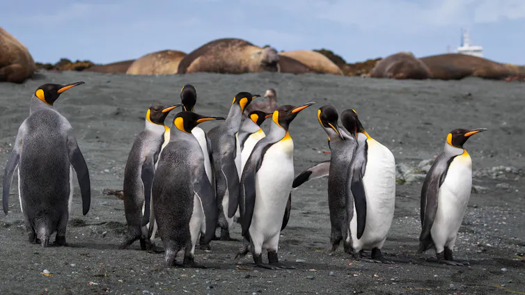 King penguins on Macquarie Island, about halfway between Tasmania and Antarctica.