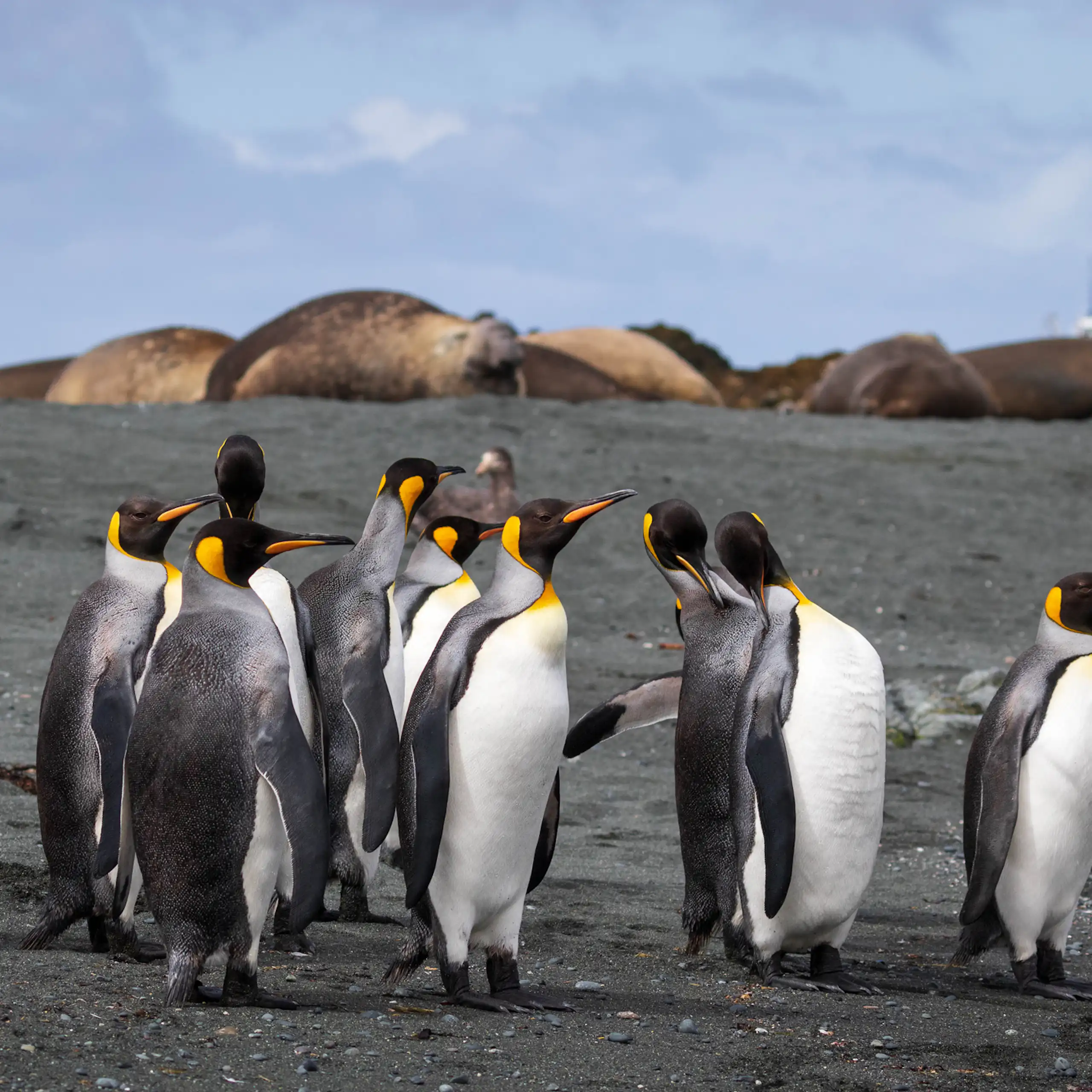 King penguins on Macquarie Island, about halfway between Tasmania and Antarctica.