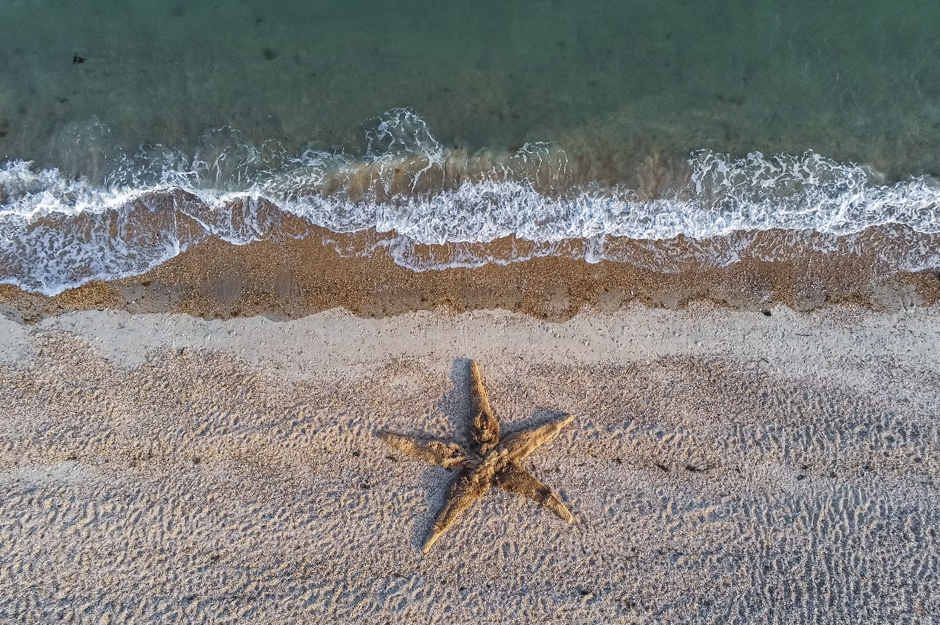 A huge starfish costume with five people inside on the shoreline of a beach.