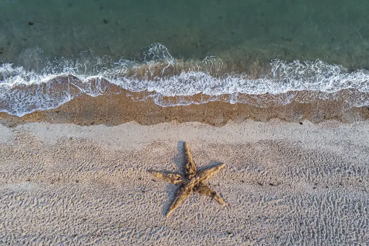 A huge starfish costume with five people inside on the shoreline of a beach.