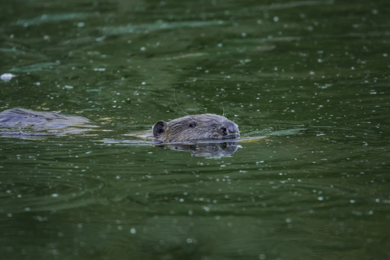 A beaver swimming in a river.
