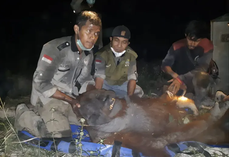 korban karhutla kalimantan orangutan pongo pygmaeus