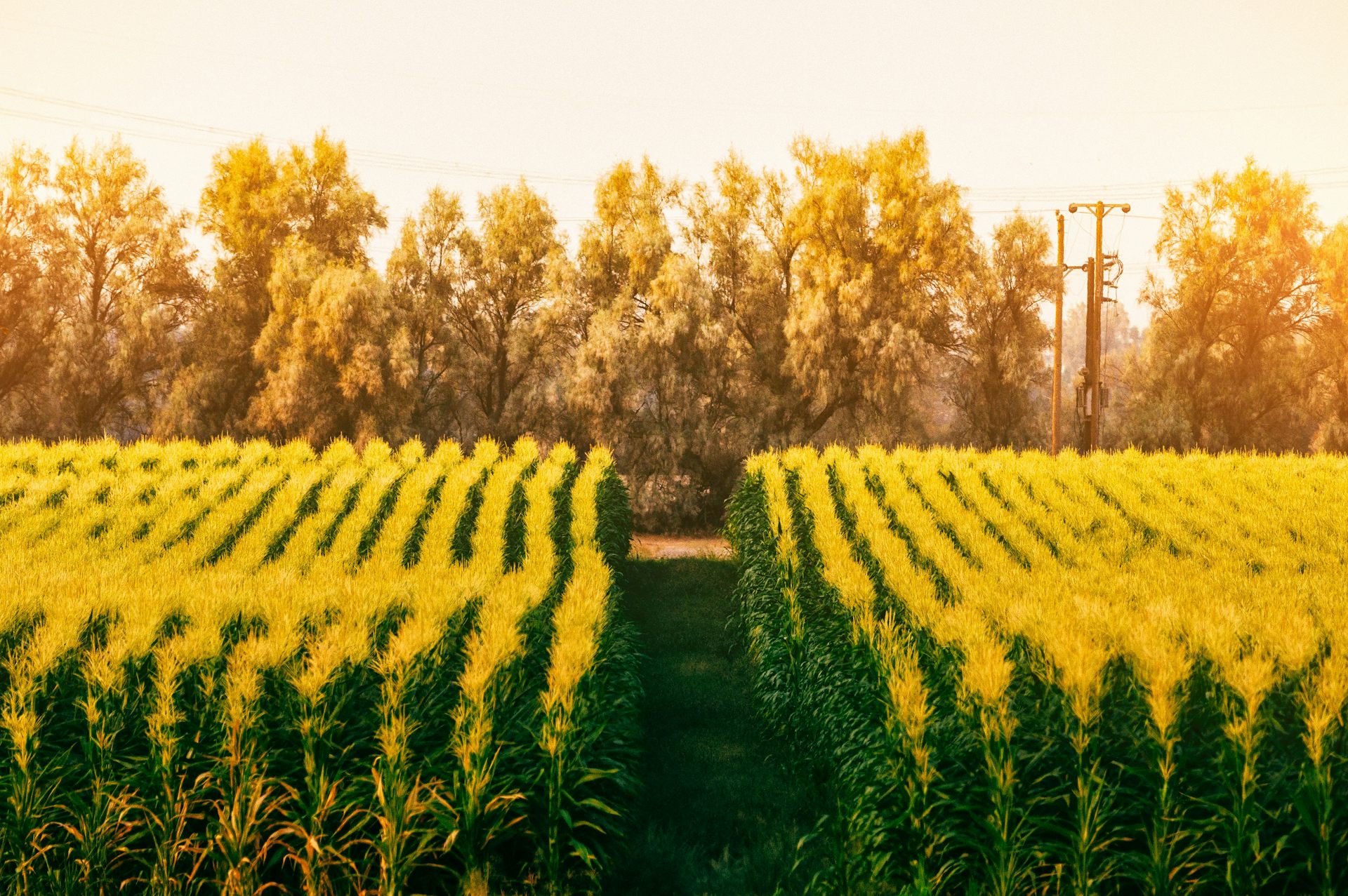 Southern Africa’s agricultural ambitions hinge on smoother regional trade