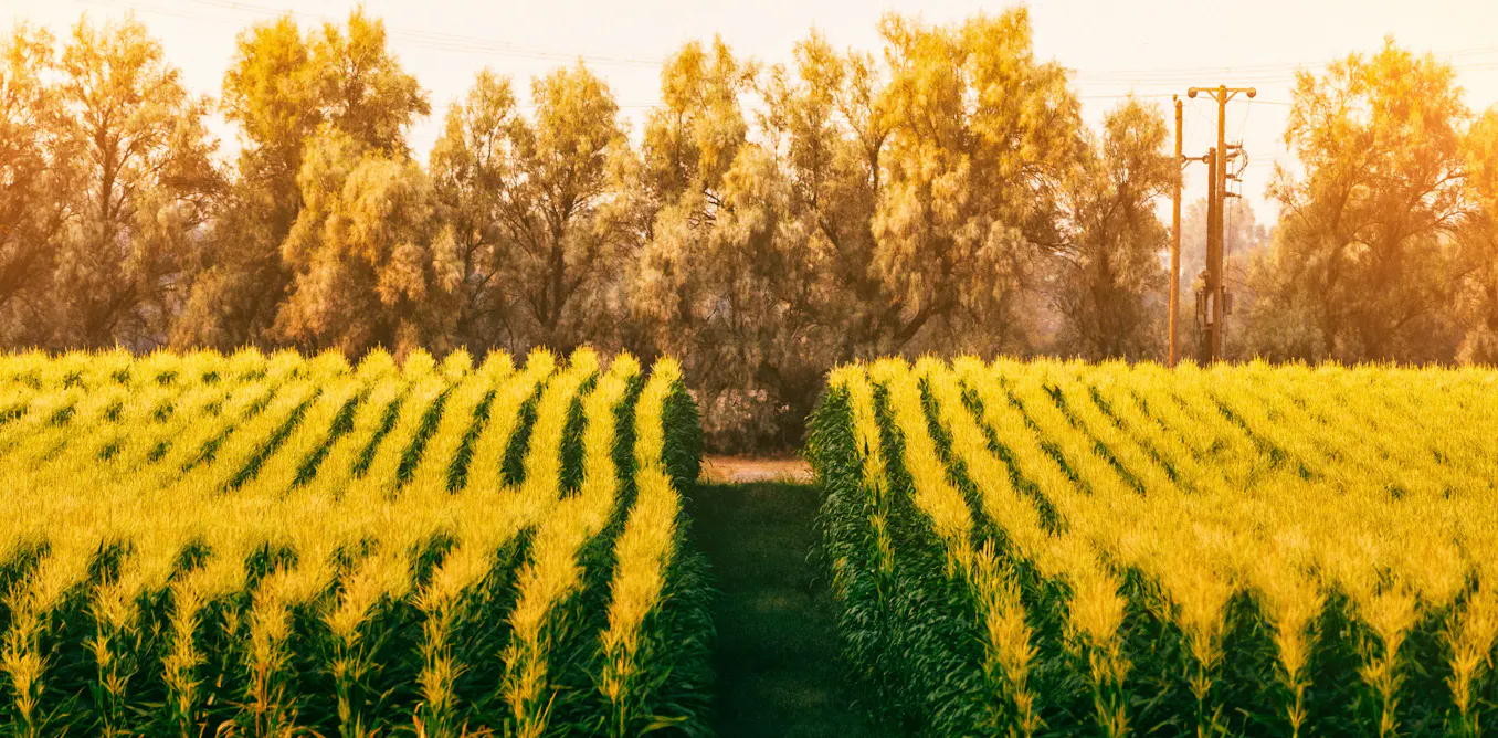 Southern Africa’s agricultural ambitions hinge on smoother regional trade