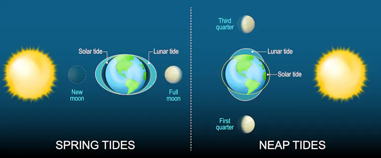 A diagram illustrating spring tides and neap tides.