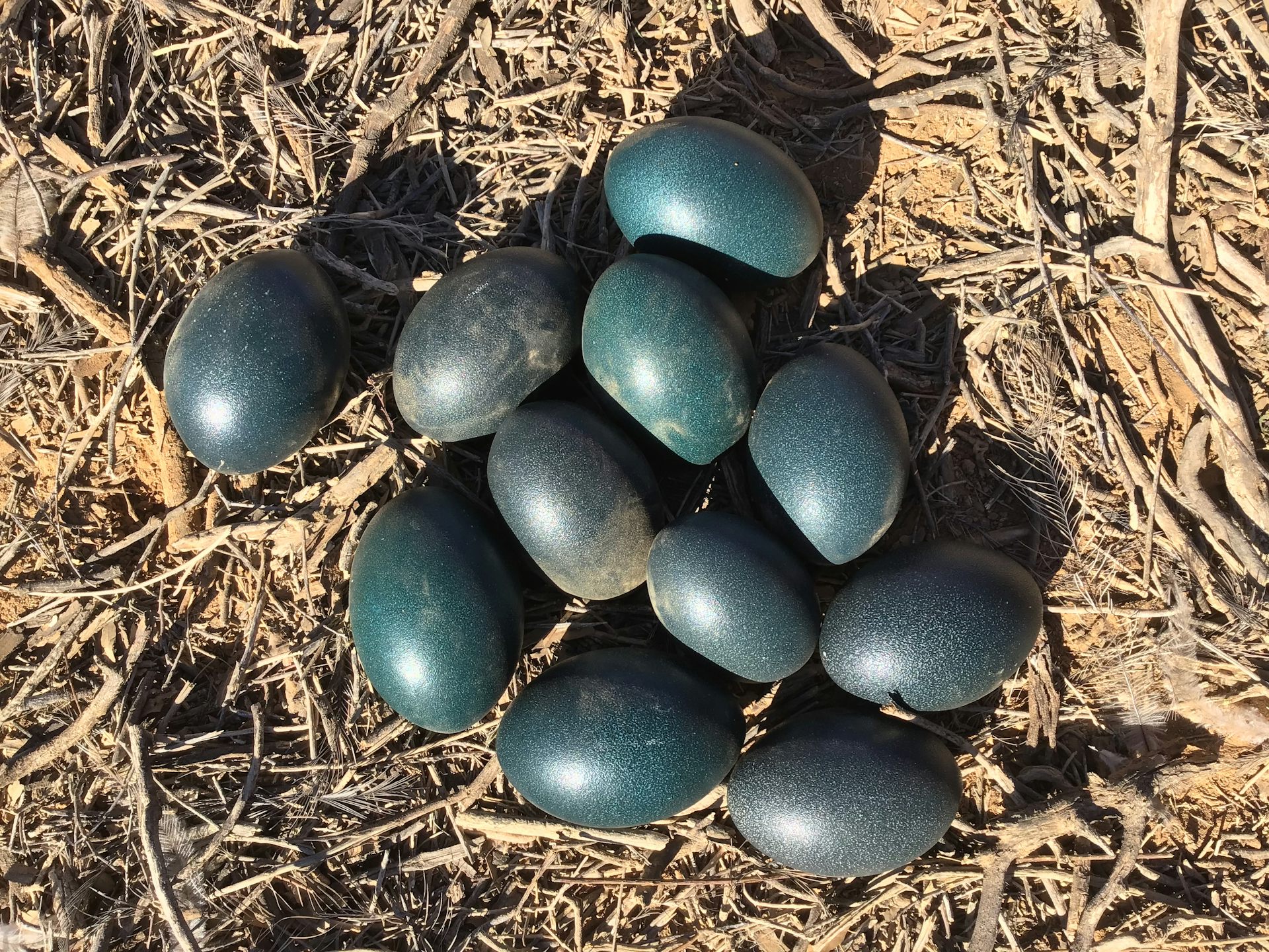 An emu nest with several blue-green eggs.
