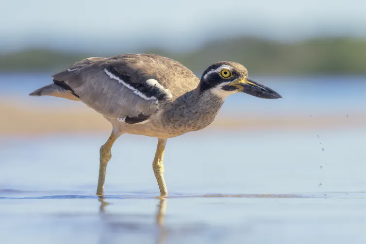 A wild beach stone-curlew bird wading through water.