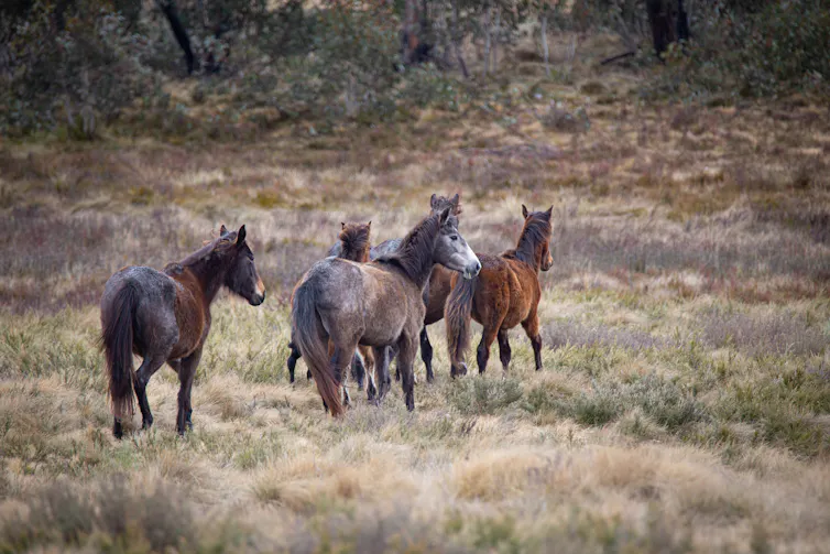 A herd of feral horses in the Australian bush.
