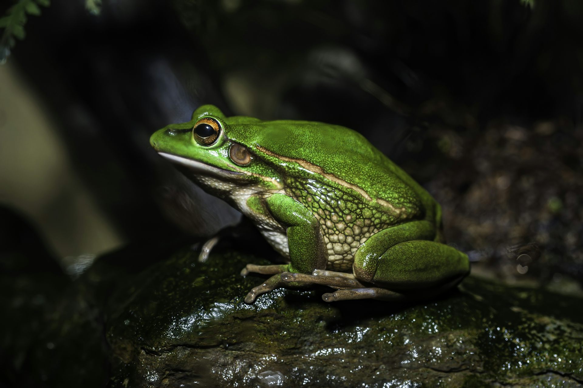 A vibrant green fog sits on a rock.