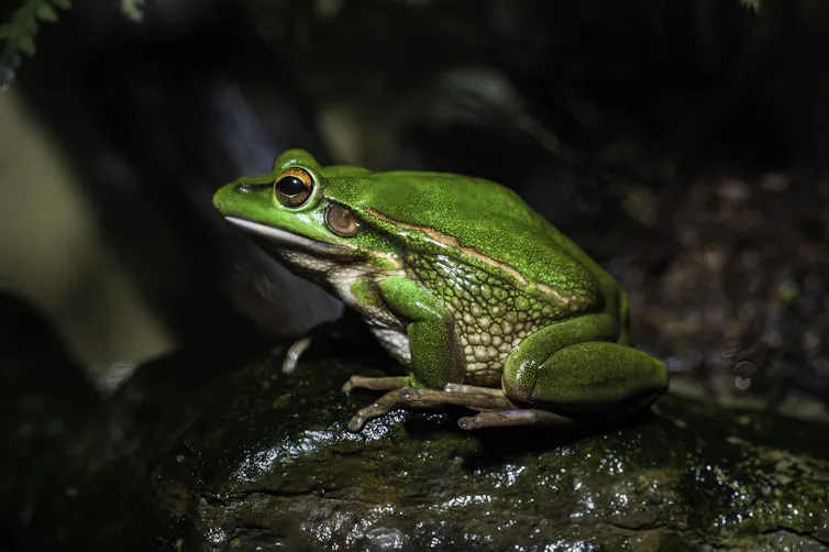 A vibrant green fog sits on a rock.