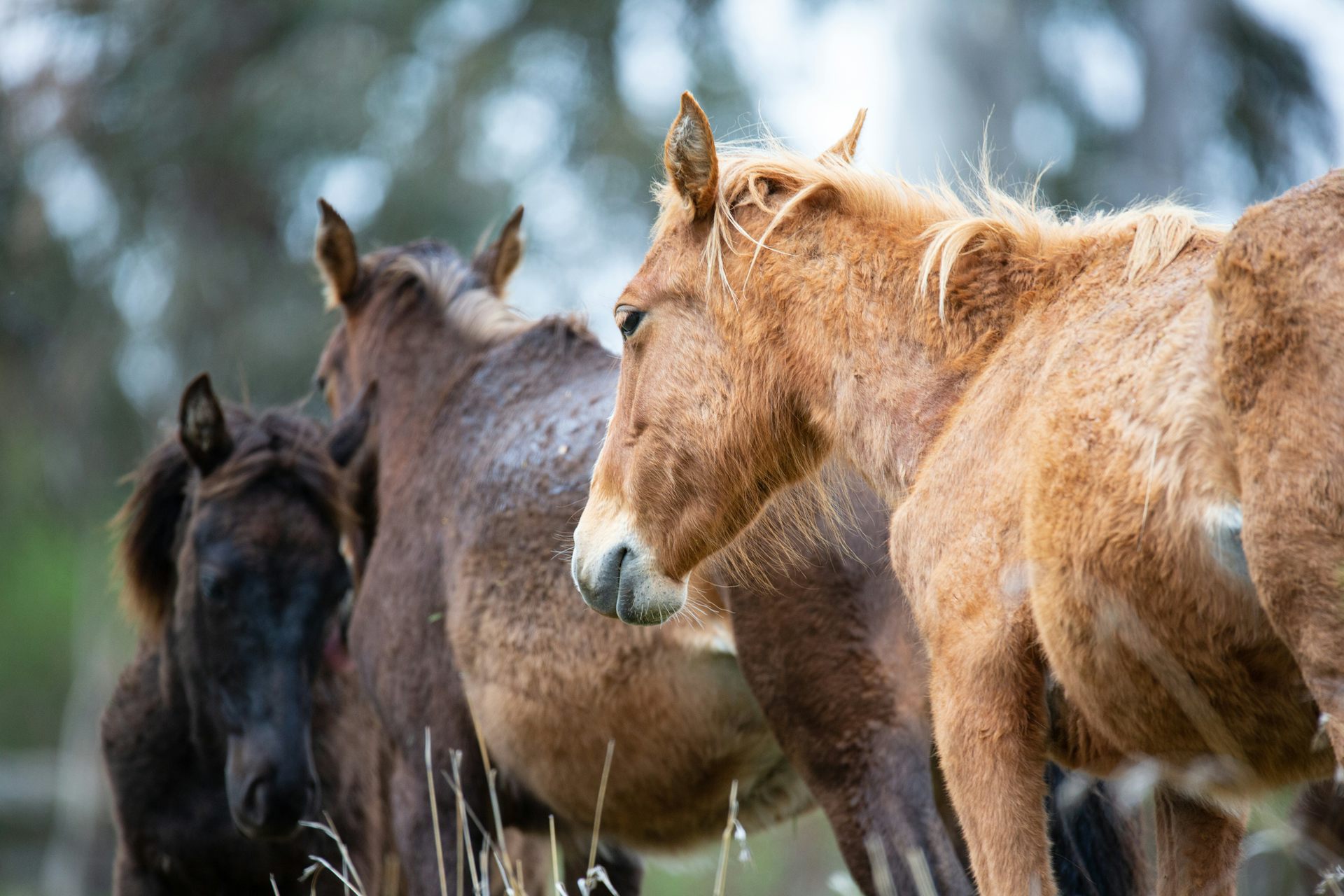 A court will decide the future of Yuraygir’s feral horses. That matters for native plants and animals