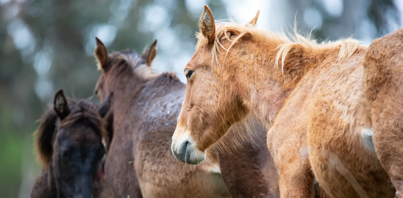 A court will decide the future of Yuraygir’s feral horses. That matters for native plants and animals A court will decide the future of Yuraygir’s feral horses. That matters for native plants and animals