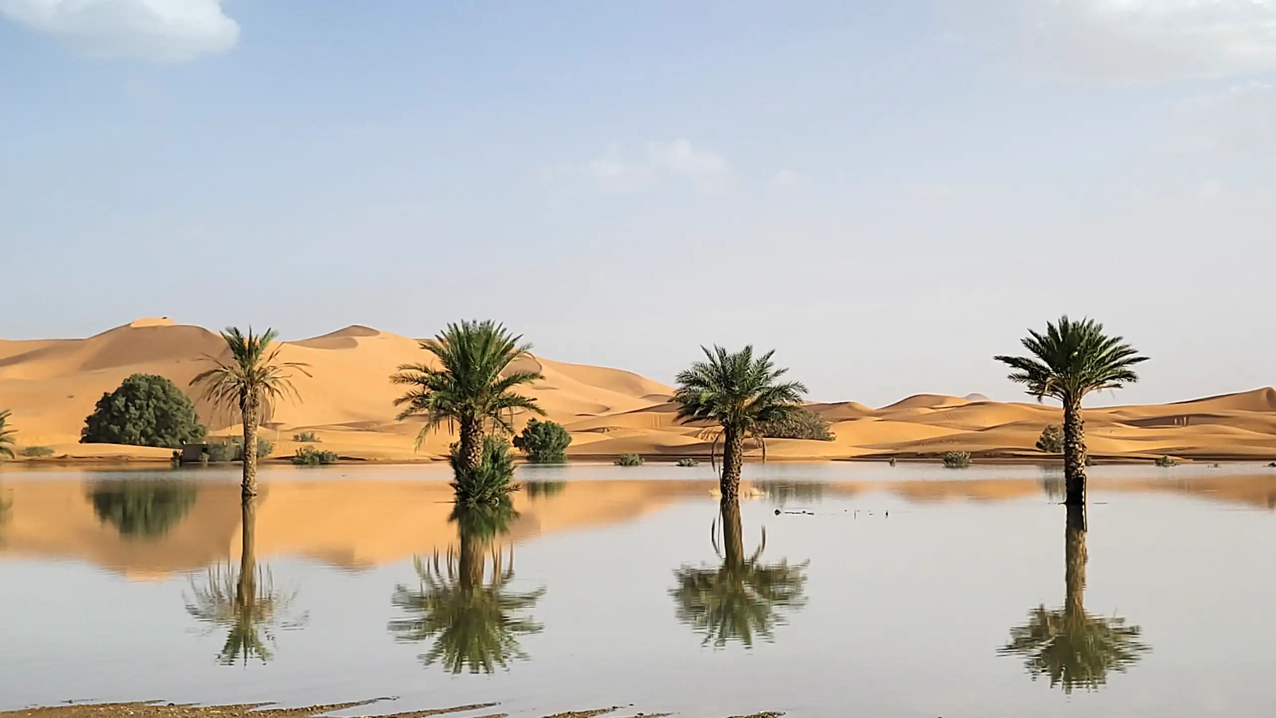 Palm trees are reflected in a lake caused by heavy rainfall in the desert