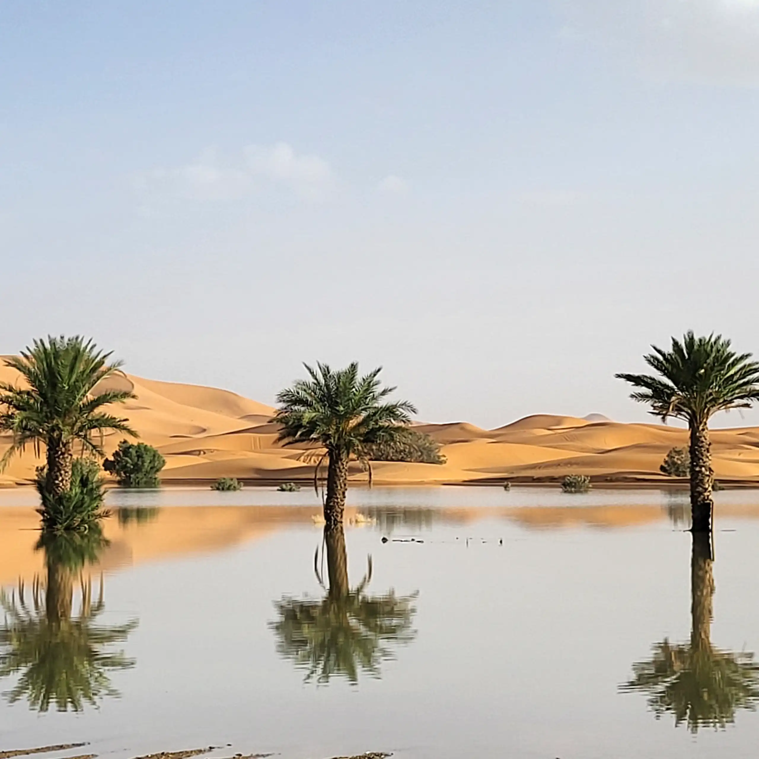 Palm trees are reflected in a lake caused by heavy rainfall in the desert