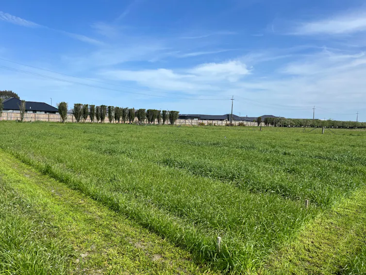 A field of healthy-looking grasses