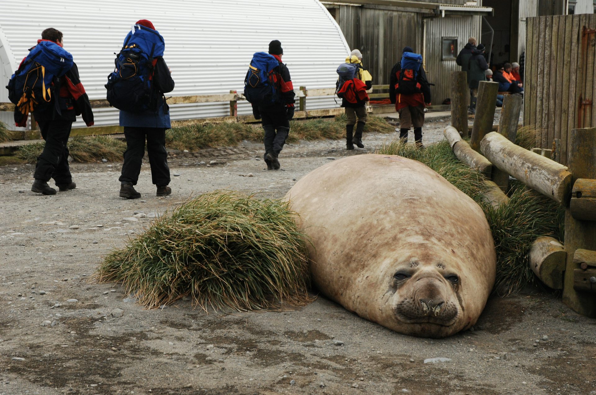A large elephant seal lies next to a building as researchers walk past in the background.