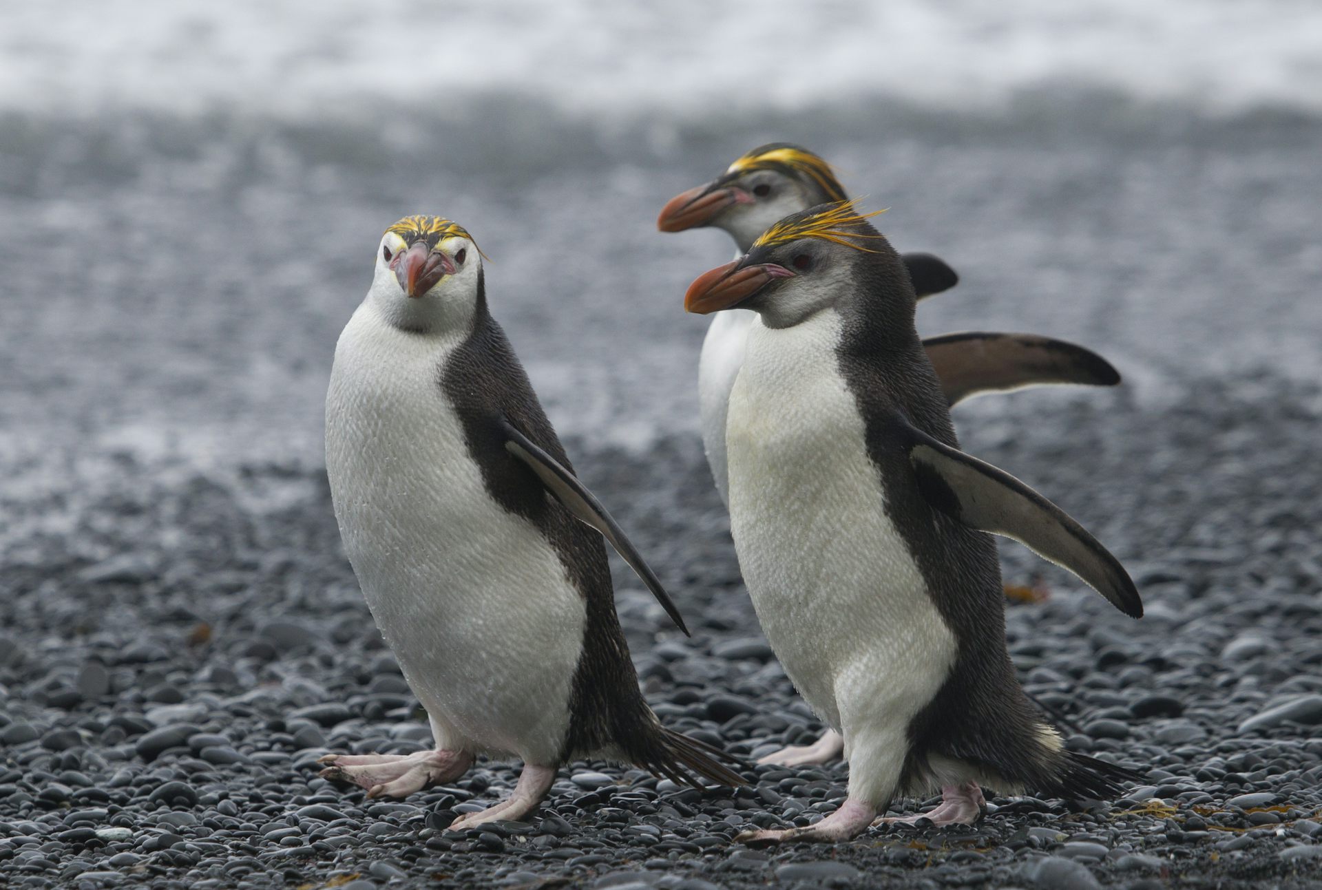 Three royal penguins walking on the beach at Macquarie Island, an island located in the Southern Ocean.