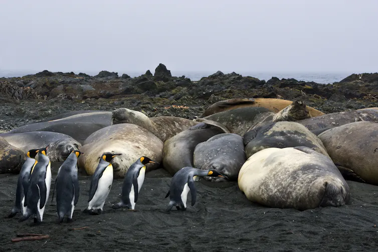 Six king penguins show interest in a nearby group of male elephant seals resting on a black-sand beach at Macquarie Island.