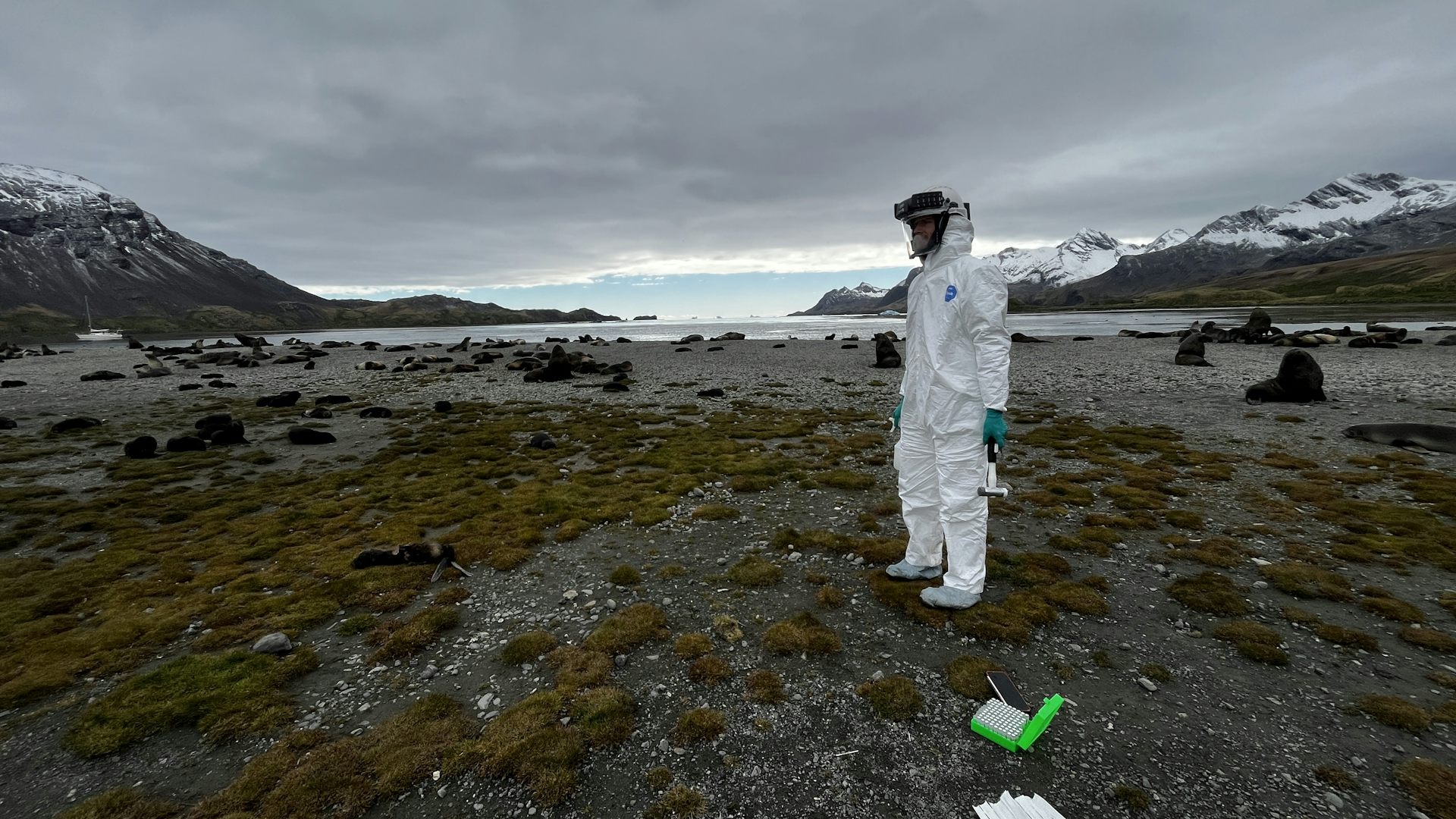 A researcher stands in a bleak-looking landscape on South Georgia, an island in the South Atlantic ocean.