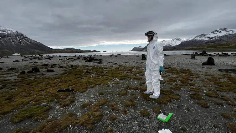 A researcher stands in a bleak-looking landscape on South Georgia, an island in the South Atlantic ocean.