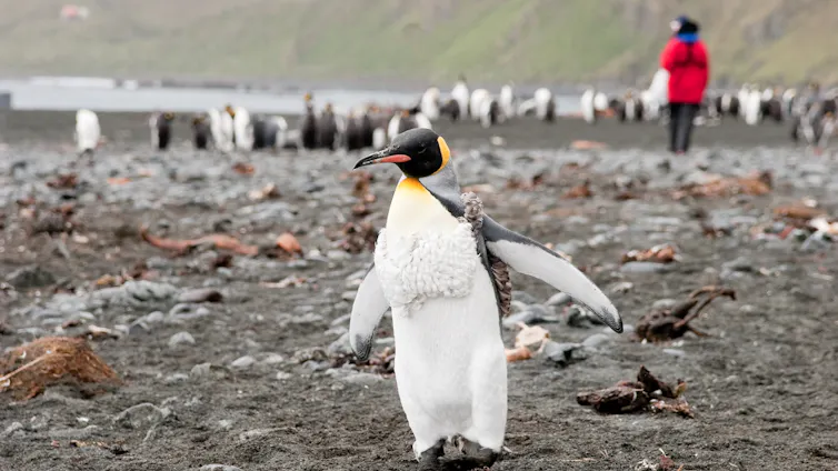 A king penguin with a researcher in the background.