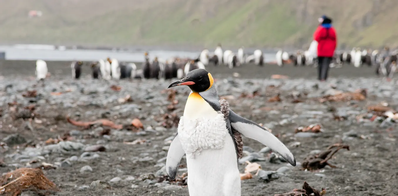 Bird flu could devastate Macquarie Island. Why are we removing the scientists we need to understand it? Bird flu could devastate Macquarie Island. Why are we removing the scientists we need to understand it?