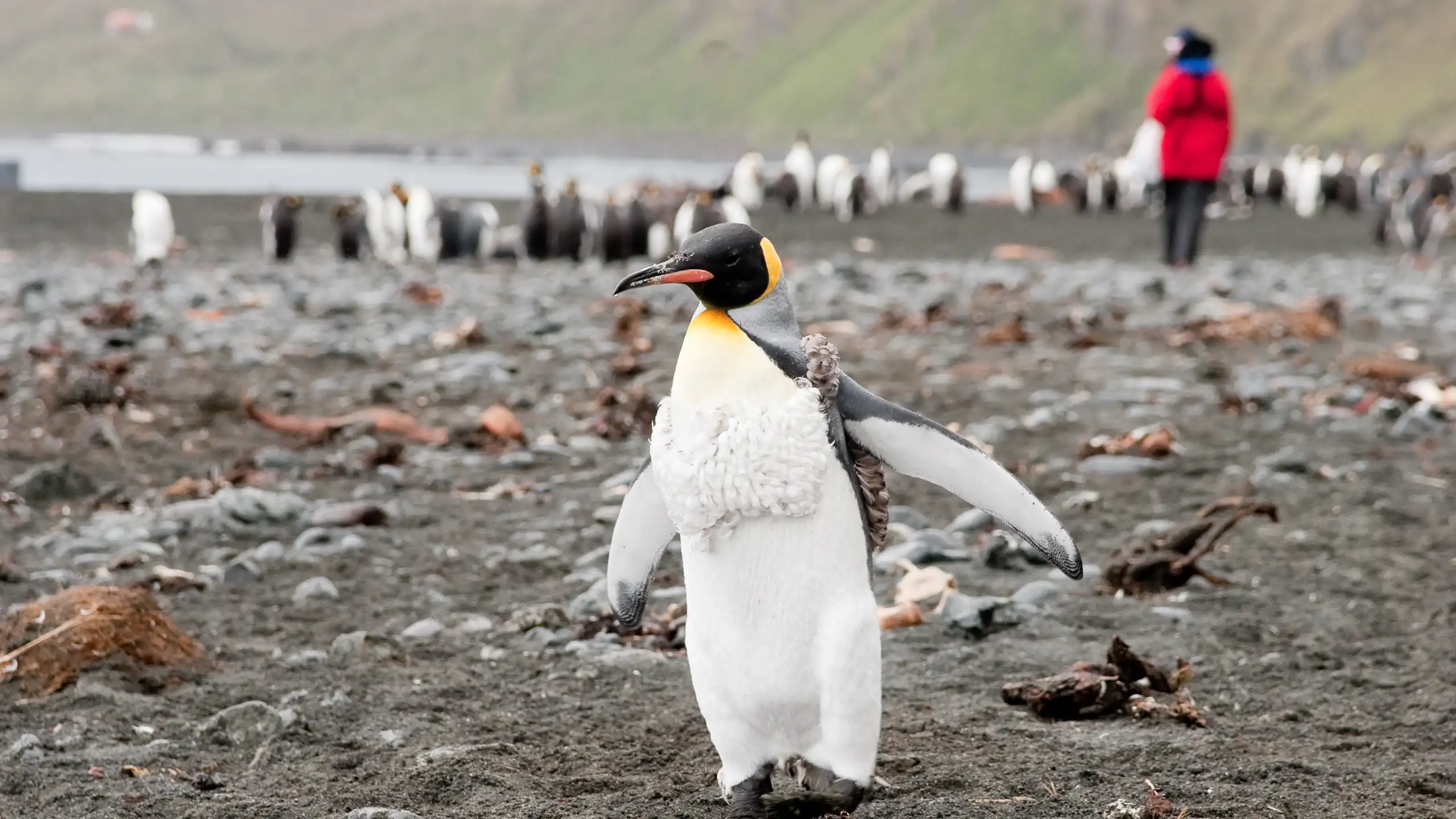 A king penguin with a researcher in the background.