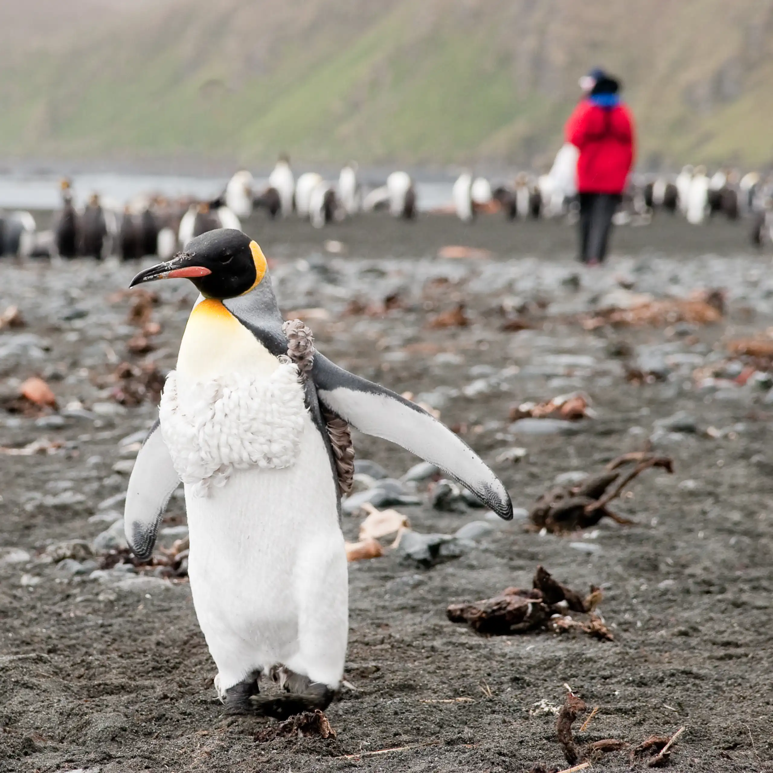 A king penguin with a researcher in the background.