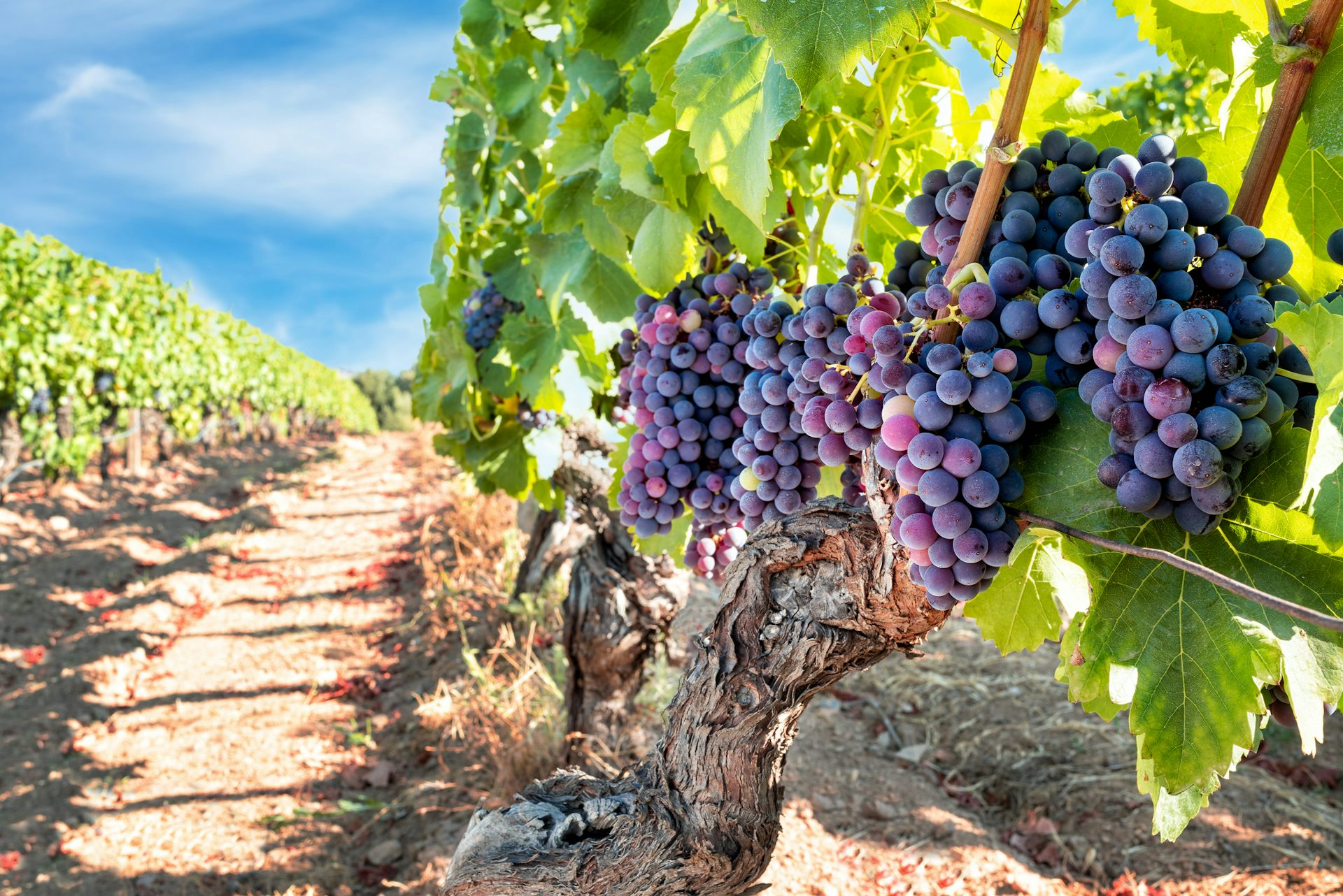 Climate change is putting the squeeze on the world’s grapegrowers: new research