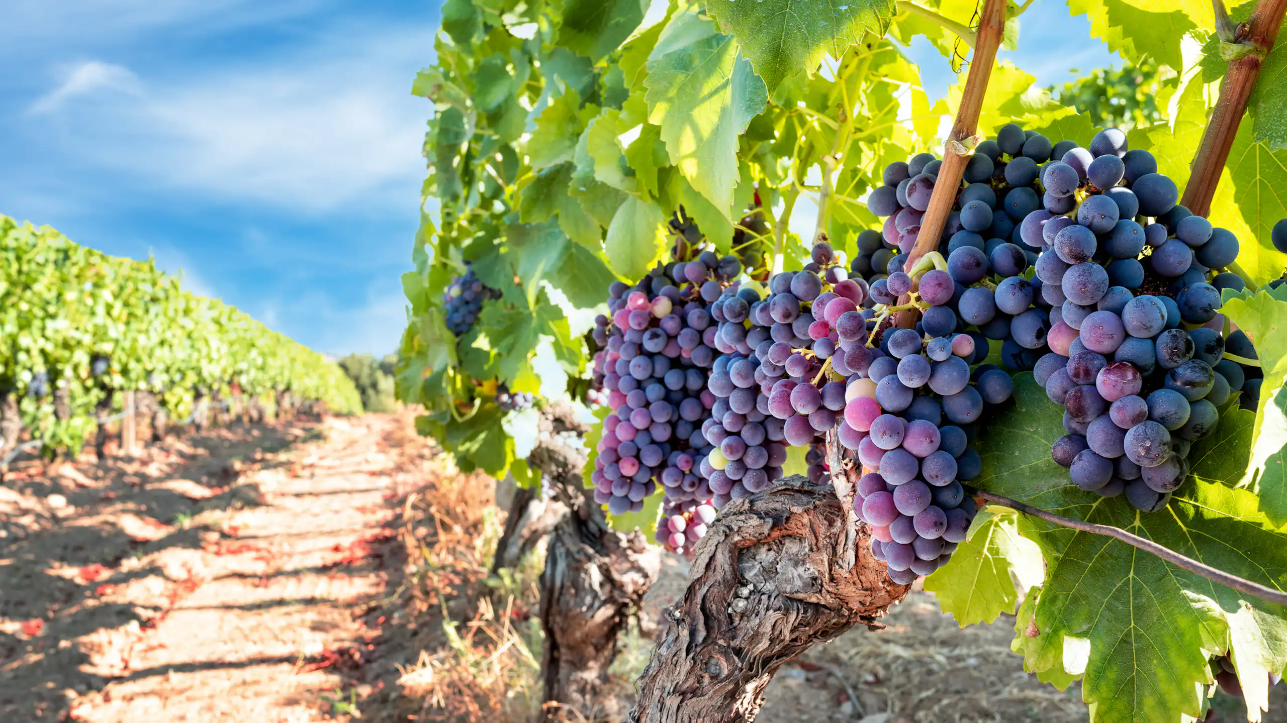 Bunches of grapes in a vineyard