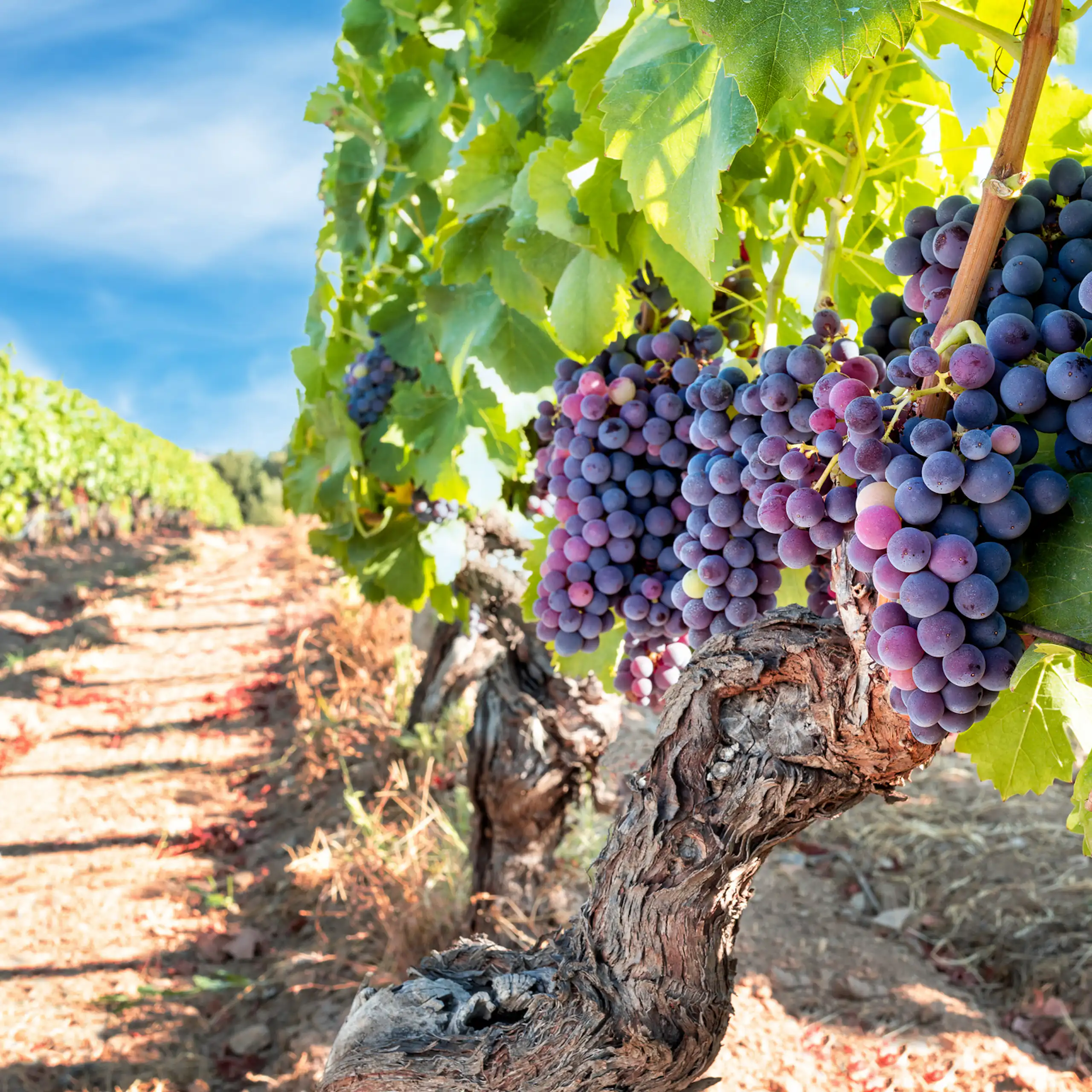 Bunches of grapes in a vineyard