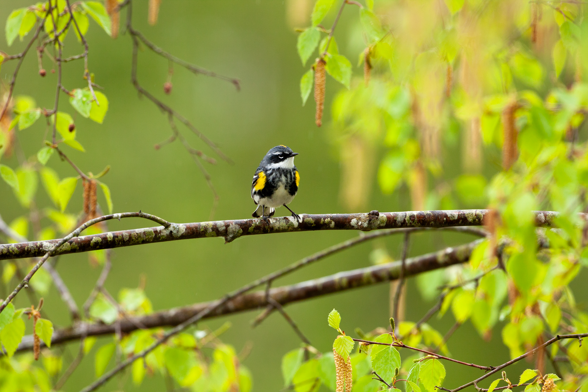 Tiny backpacks reveal the secret, sometimes circuitous migrations of small songbirds