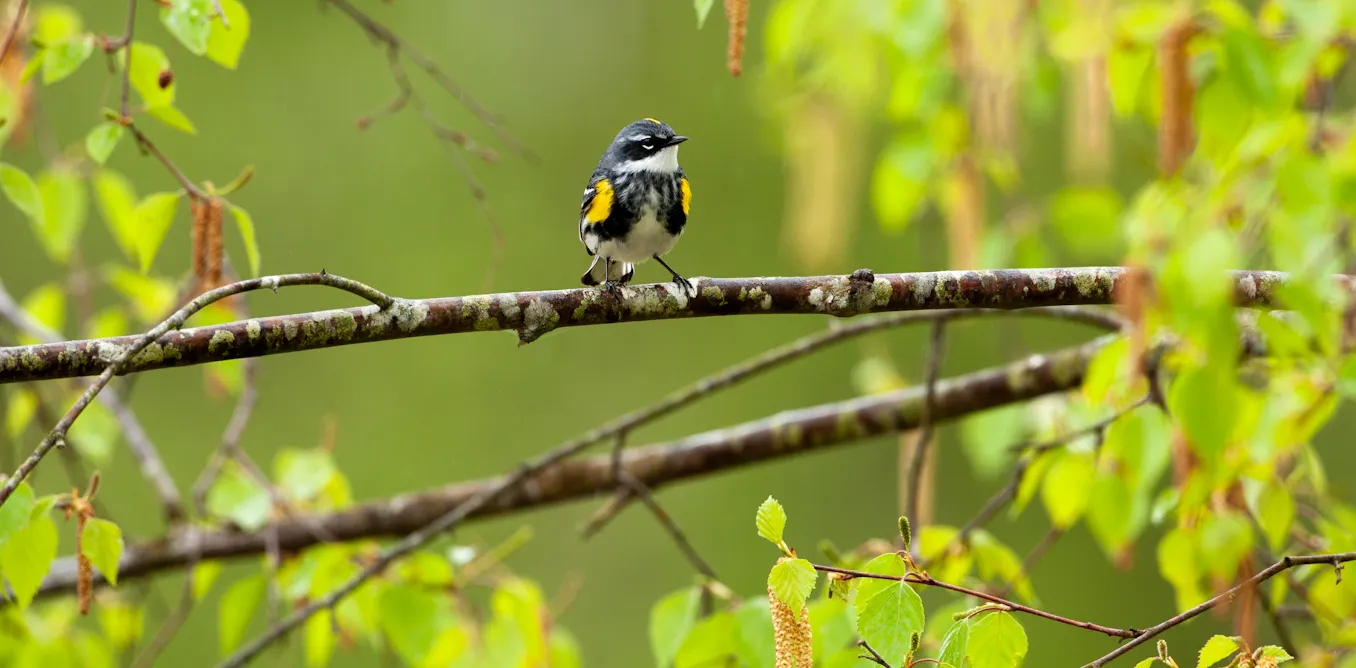 Tiny backpacks reveal the secret, sometimes circuitous migrations of small songbirds Tiny backpacks reveal the secret, sometimes circuitous migrations of small songbirds