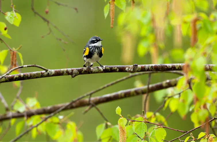 A small black, white and yellow bird perched on a branch with a green background.