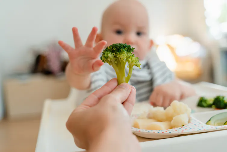 Hand offering broccoli to baby in a high chair