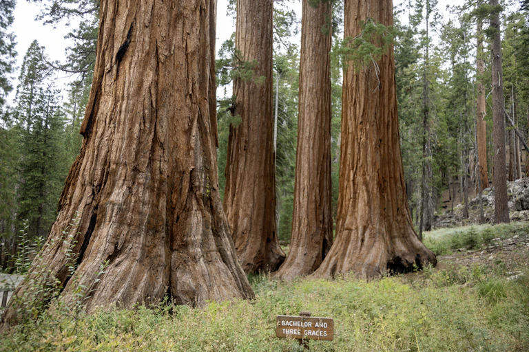 Several massive reddish tree trunks rise from grass-covered ground.
