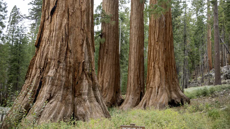 Several massive reddish tree trunks rise from grass-covered ground.