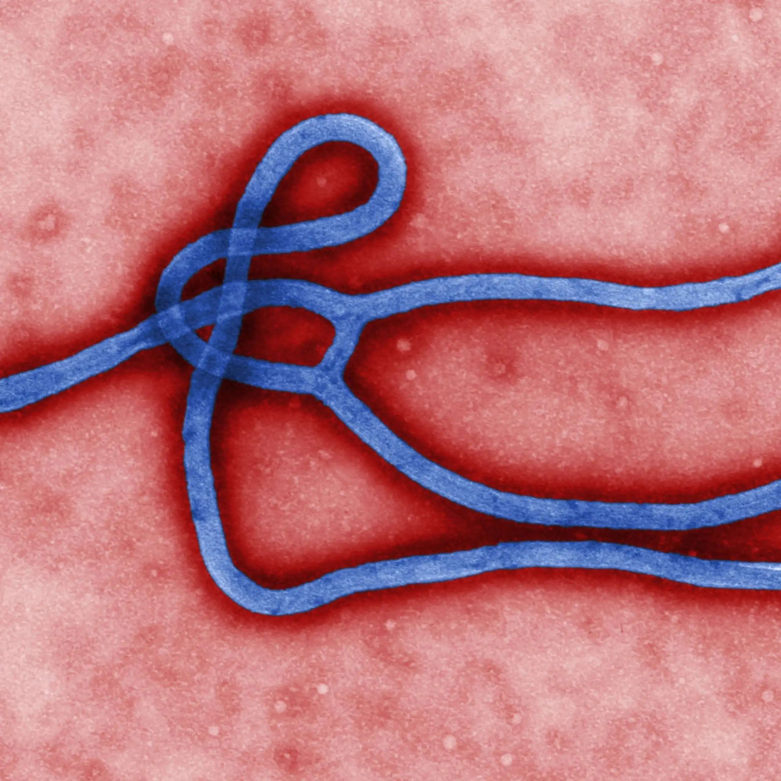 Blue squiggly line on a red background